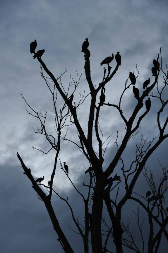 Pássaros começam a se acomodar para passar a noite no Hato El Cedral, na região dos llanos, na Venezuela